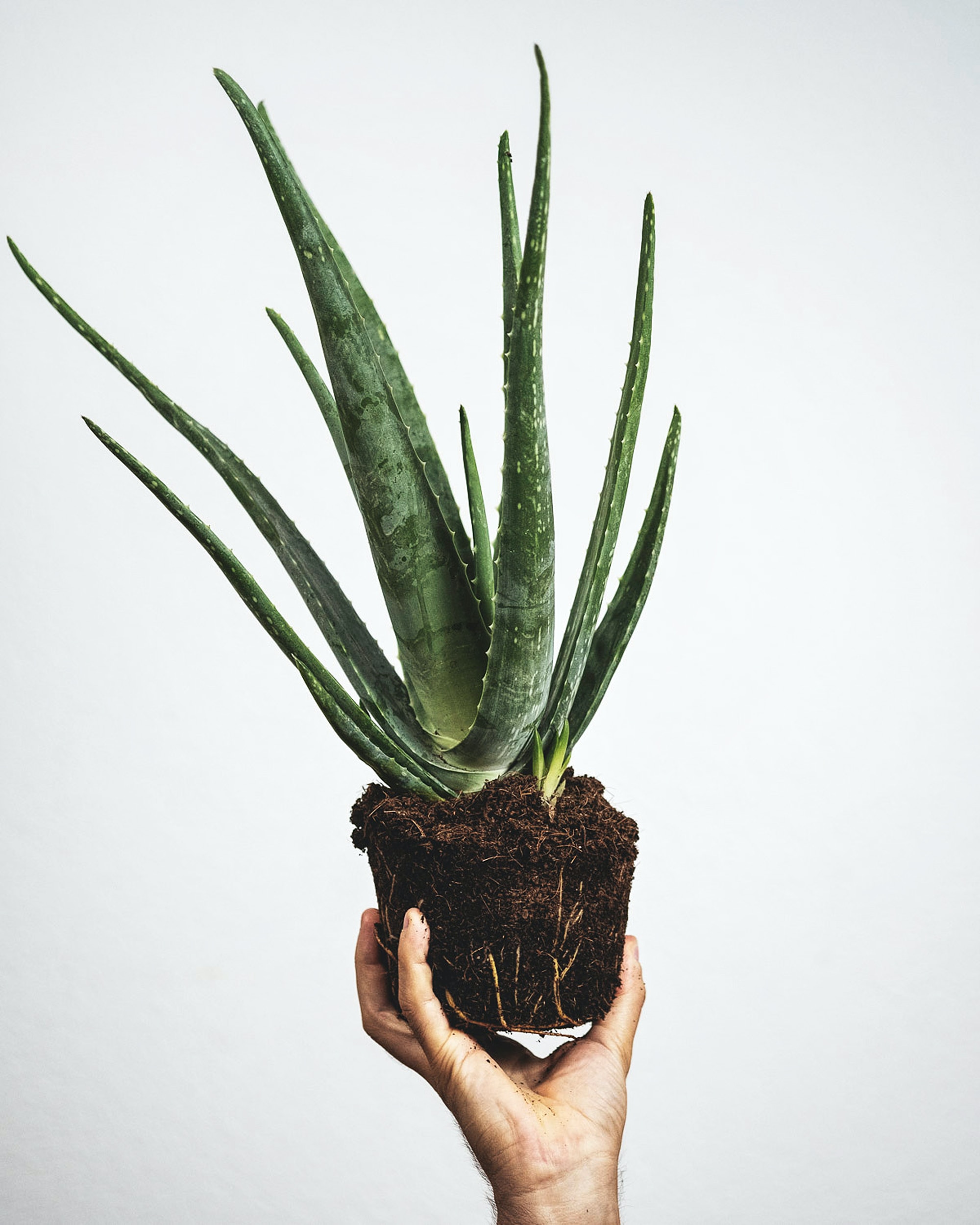 Aloe Vera kaktus