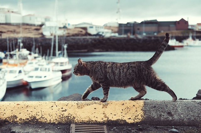 Mačka kráča po múriku v prístave.jpg