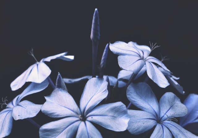 Modré kvety v pastelových farbách na tmavom pozadí.jpg